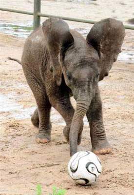 My Mom makes me run around out in the field and kick this ball around. Then she just stands there and yells at everybody. Whats going on? Useless game.